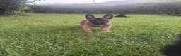 Belgian Shepherd Dog dogs for sale: !!1 LEFT!!Belgian malinios puppy - Advert 9