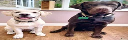 Labrador Retriever dogs for sale: Labrador Retriever puppies due 10th Oct 2026  in High Peak - Advert 3