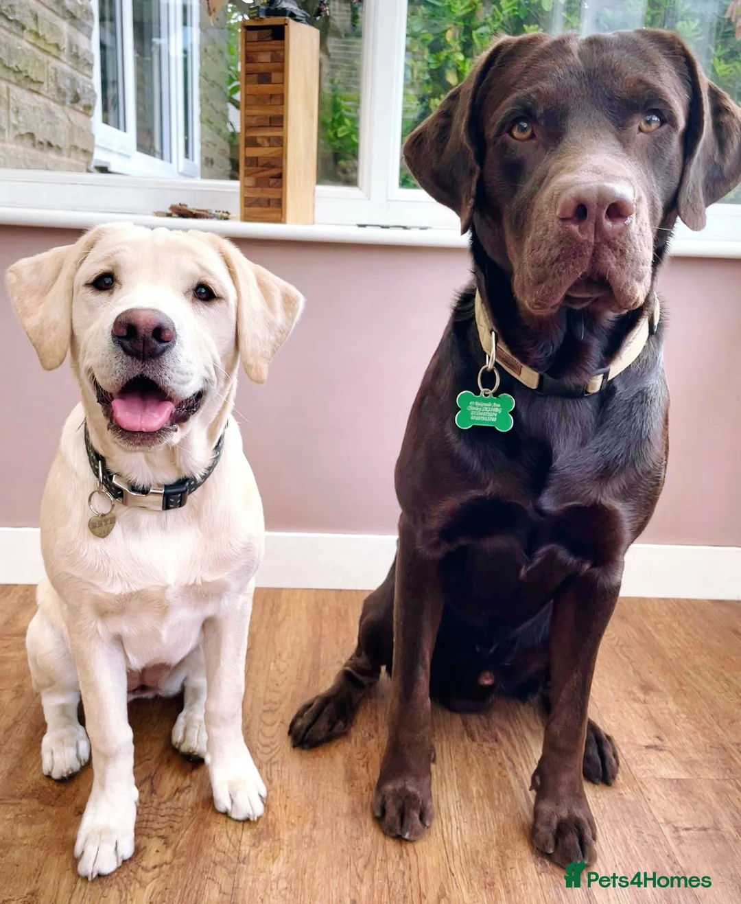Labrador Retriever dogs for sale: Labrador Retriever puppies due 10th Oct 2026  in High Peak - Advert 3