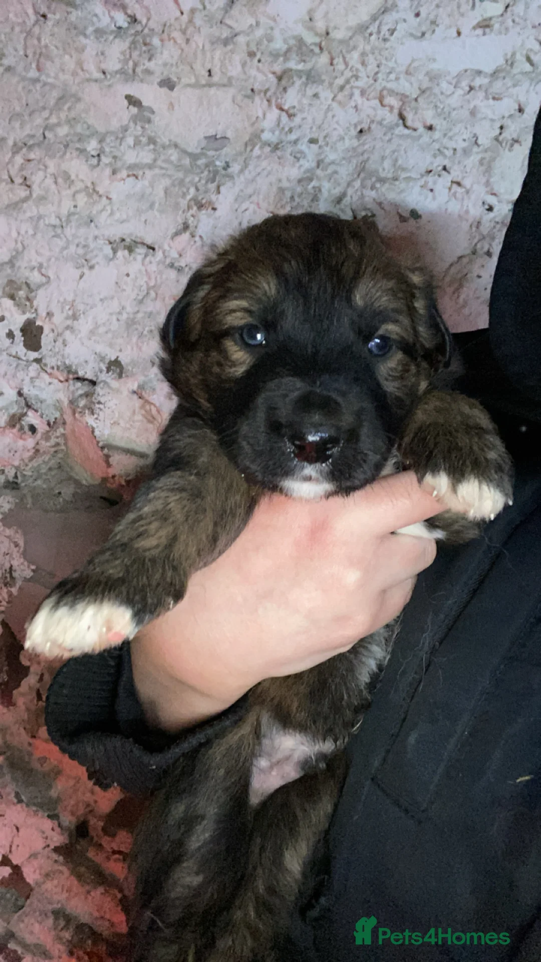 Mixed Breed dogs for sale: Australian Shepherd X Border Collie pups 🐶  - Advert 8