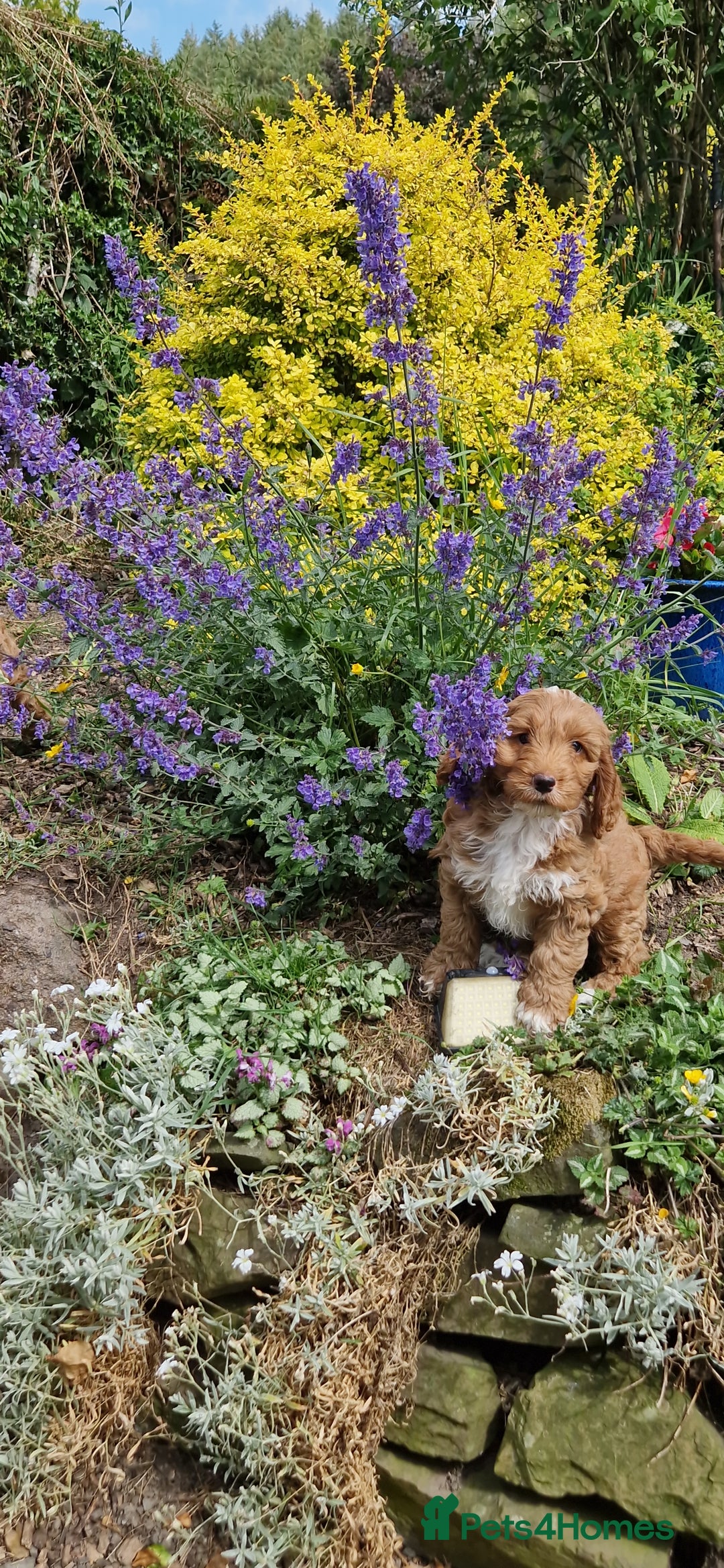 Cockapoo dogs for sale: Cockapoos F1 kc reg parents  in Craven Arms - Image 2