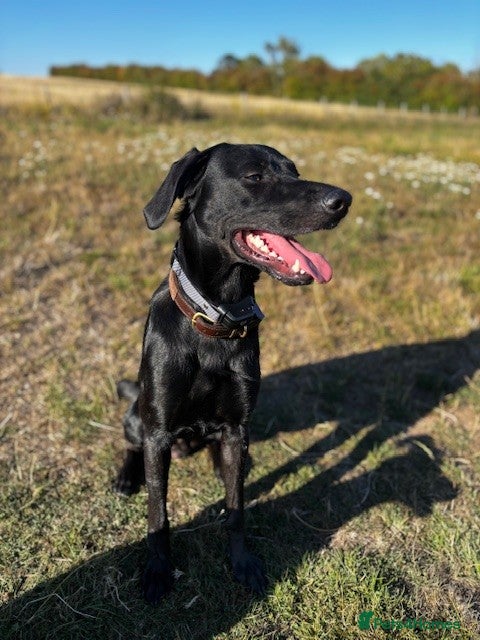 Mixed Breed dogs 18 month old male Red Setter x German Shepard - Advert 1