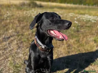 Mixed Breed dogs 18 month old male Red Setter x German Shepard - Advert 1