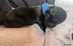 Mixed Breed dogs for sale: Doxie-Dales  - Image 4
