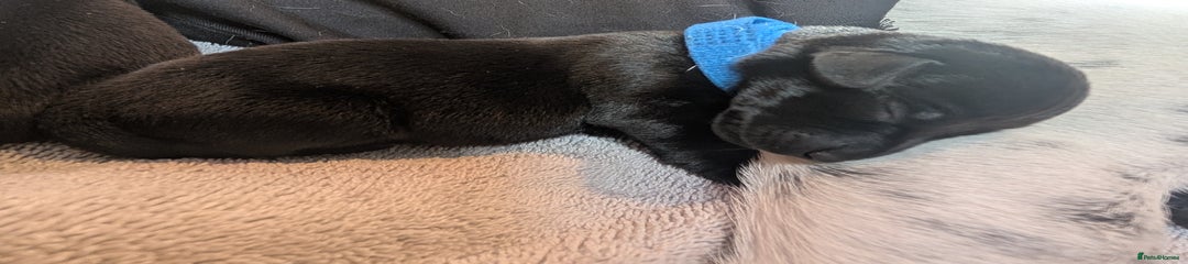 Loki - blue collar