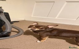 Chihuahua dogs for stud: The boy who never left ….Tommy for Stud - Image 7
