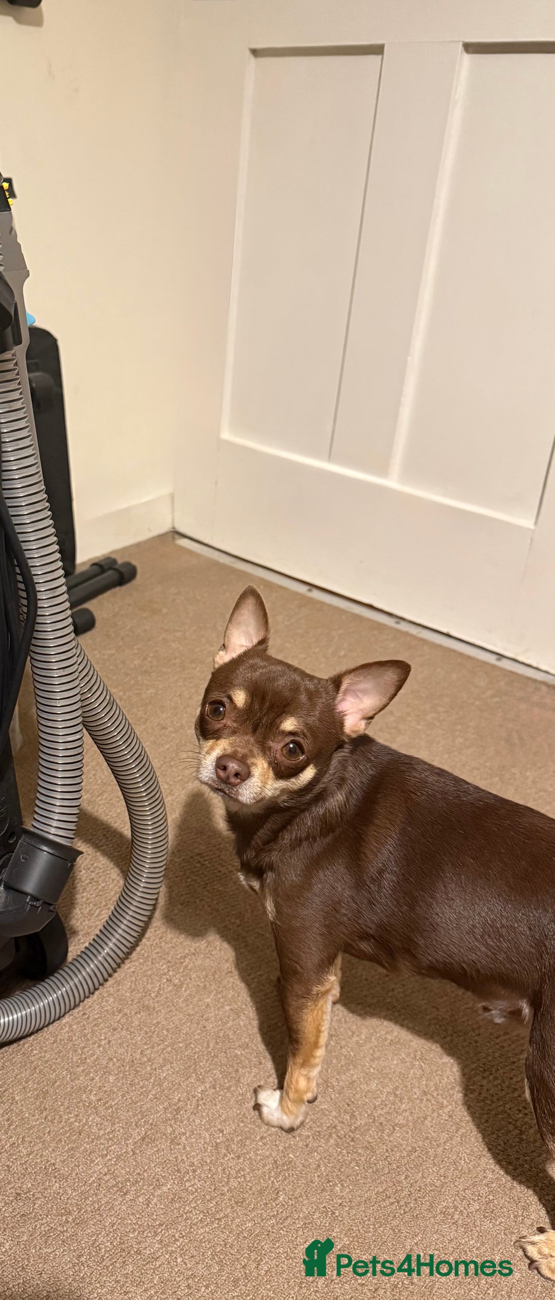 Chihuahua dogs for stud: The boy who never left ….Tommy for Stud - Image 7