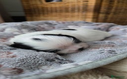 Shih Tzu dogs for sale: Puppies for reservation / sale  - Image 8