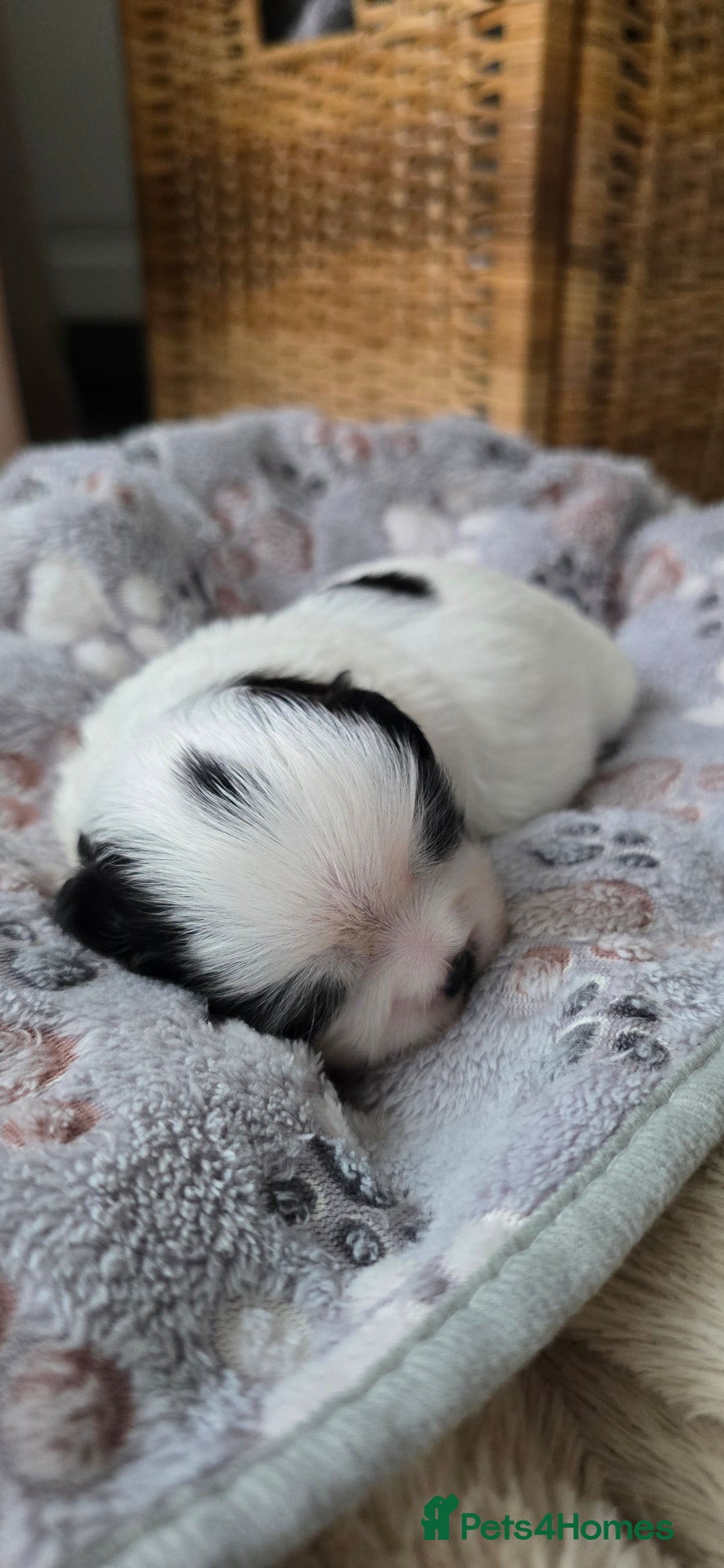 Shih Tzu dogs for sale: Puppies for reservation / sale  - Image 8