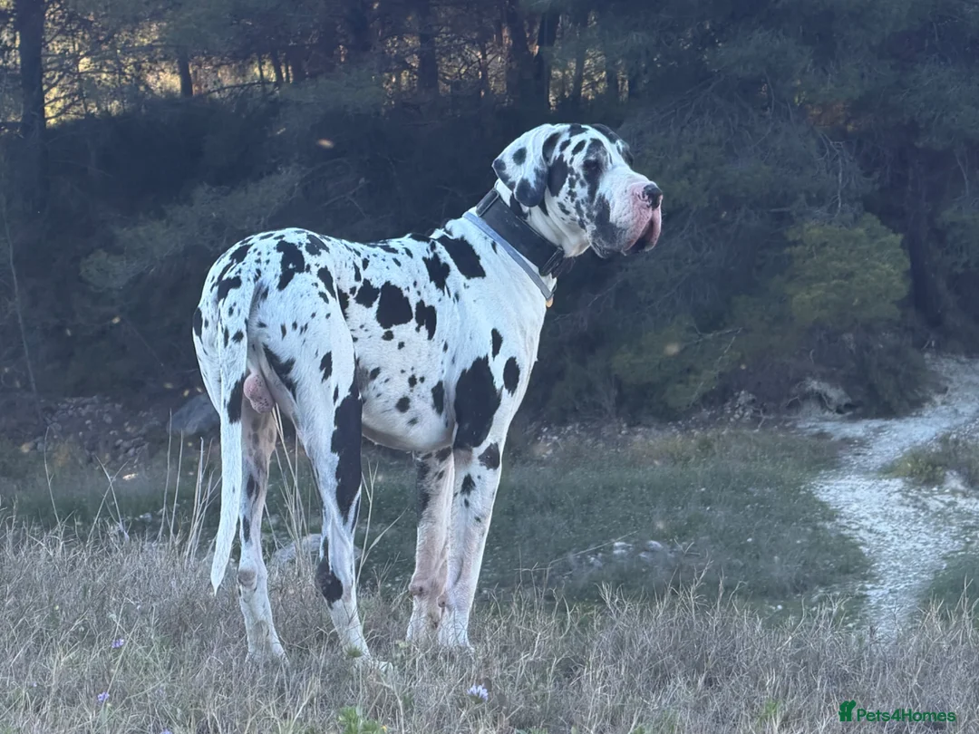 Great Dane dogs for stud: Karl the Great Dane for stud  - Advert 1