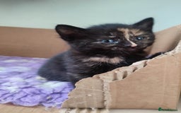 British Shorthair cats for sale: Adorable kittens  in Great Missenden - Image 11