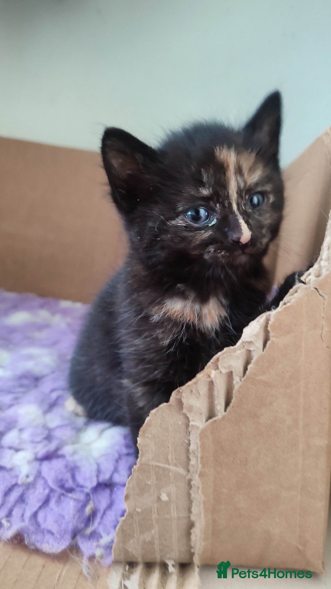 British Shorthair cats for sale: Adorable kittens  in Great Missenden - Image 11