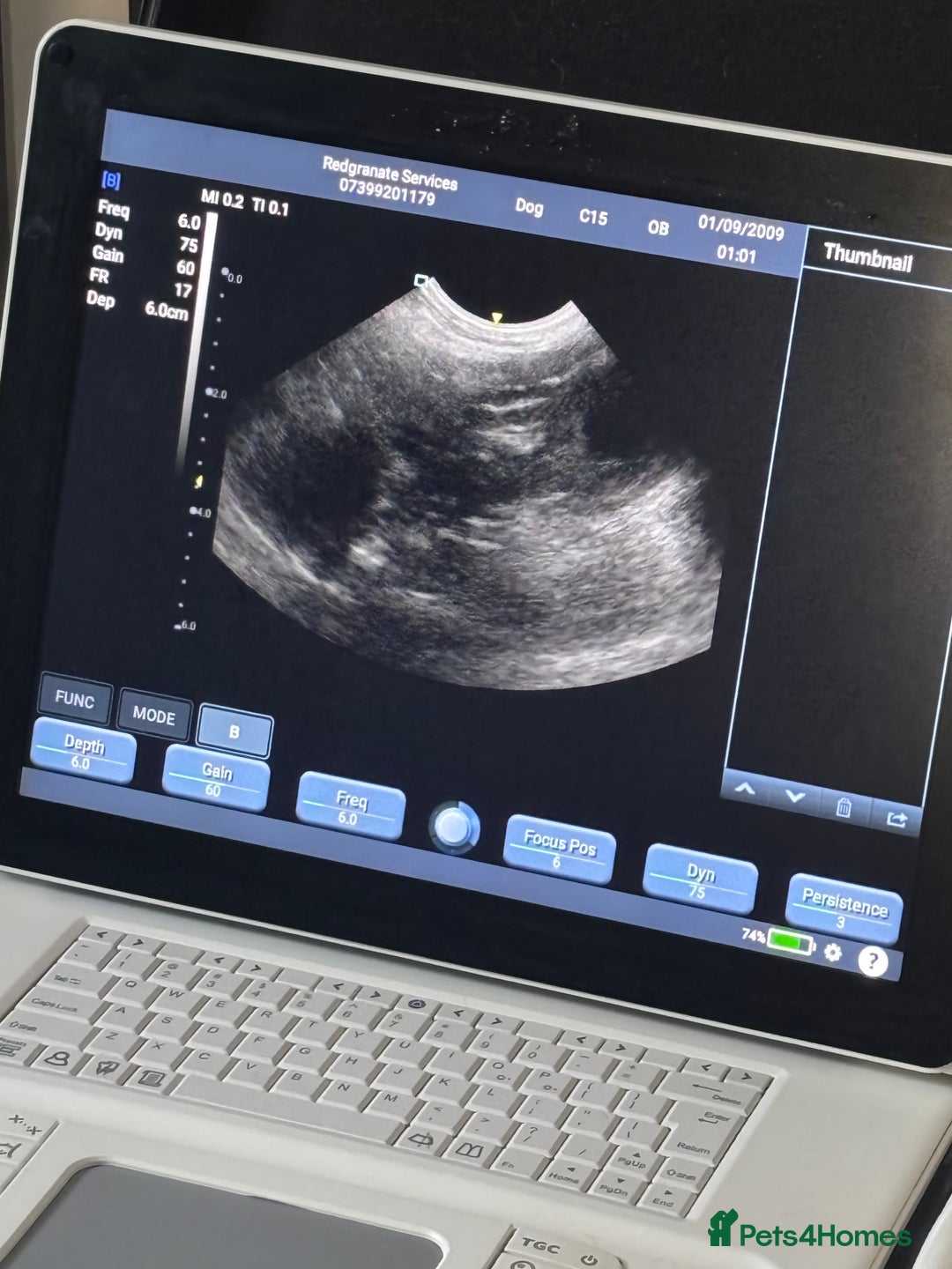 Malshi dogs for sale: Malshi waiting list due 12/02/26 - Advert 2