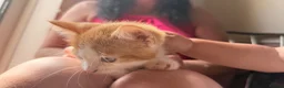 Mixed Breed cats for sale: 3 little males looking for a new home - Advert 19