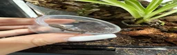 Gecko reptiles for sale: Gargoyle, Crested geckos and mourning geckos  - Advert 3