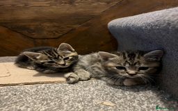Domestic Shorthair cats for sale: 2 Male 1 Female Tabby Cats - Silver Tabby Mother - Image 3