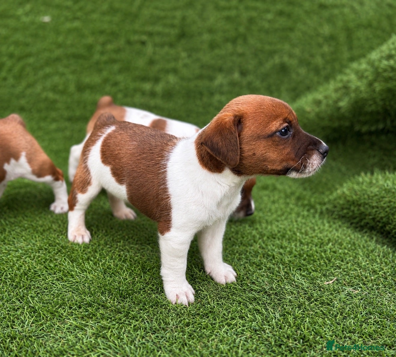 Jack Russell dogs Pure breed short tail Jackrussell pups  - Advert 2