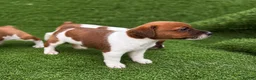 Jack Russell dogs for sale: Pure breed short tail Jackrussell pups  - Advert 2