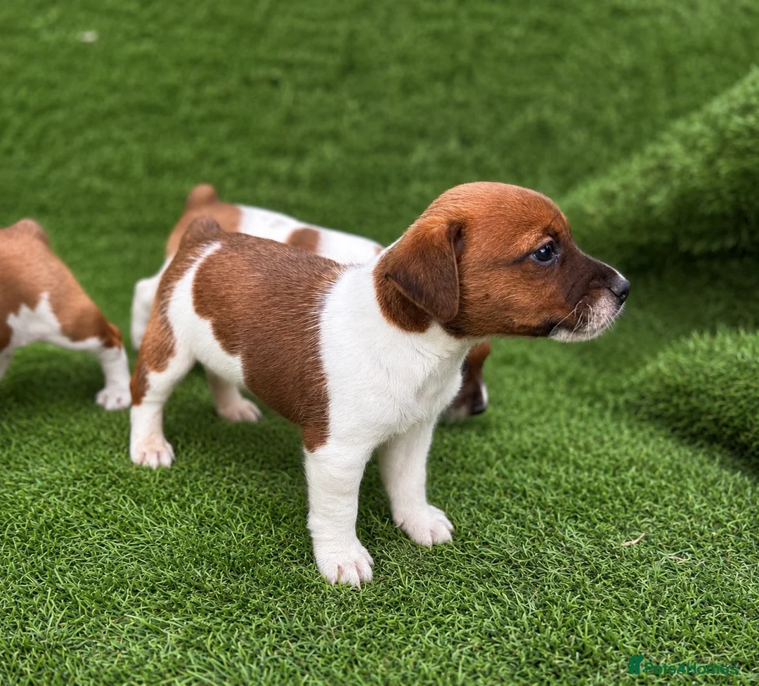 Jack Russell dogs for sale: Pure breed short tail Jackrussell pups  - Advert 2