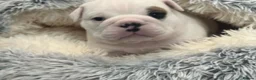 English Bulldog dogs for sale: beautiful kc reg health tested pup - Advert 5