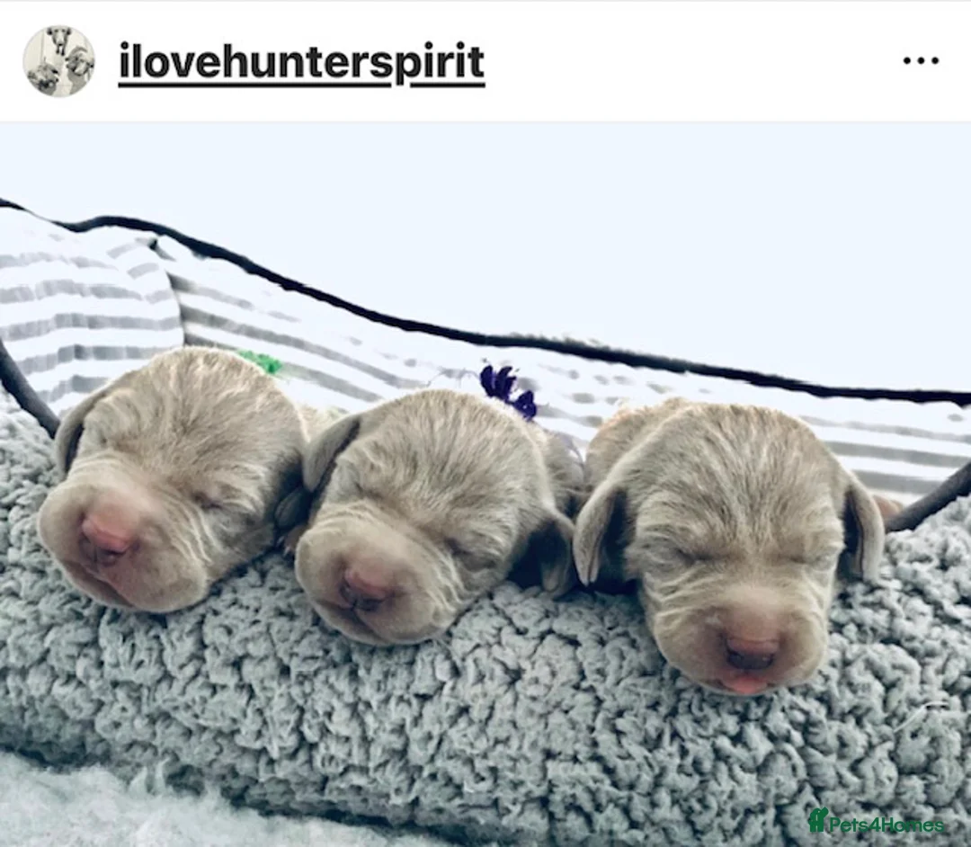 Weimaraner dogs for sale: HUNTER SPIRIT-DUAL PURPOSE FOR WORKING & SHOW - Advert 15