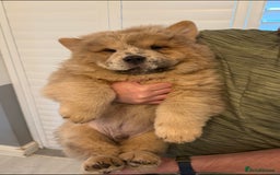 Chow Chow dogs for sale: 2 Beautiful Male Chow Chow Puppies for sale  - Image 12