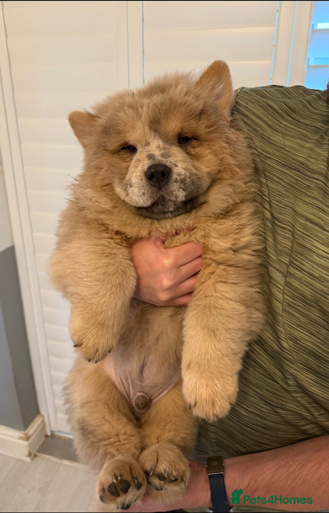 Chow Chow dogs for sale: 2 Beautiful Male Chow Chow Puppies for sale  - Image 12