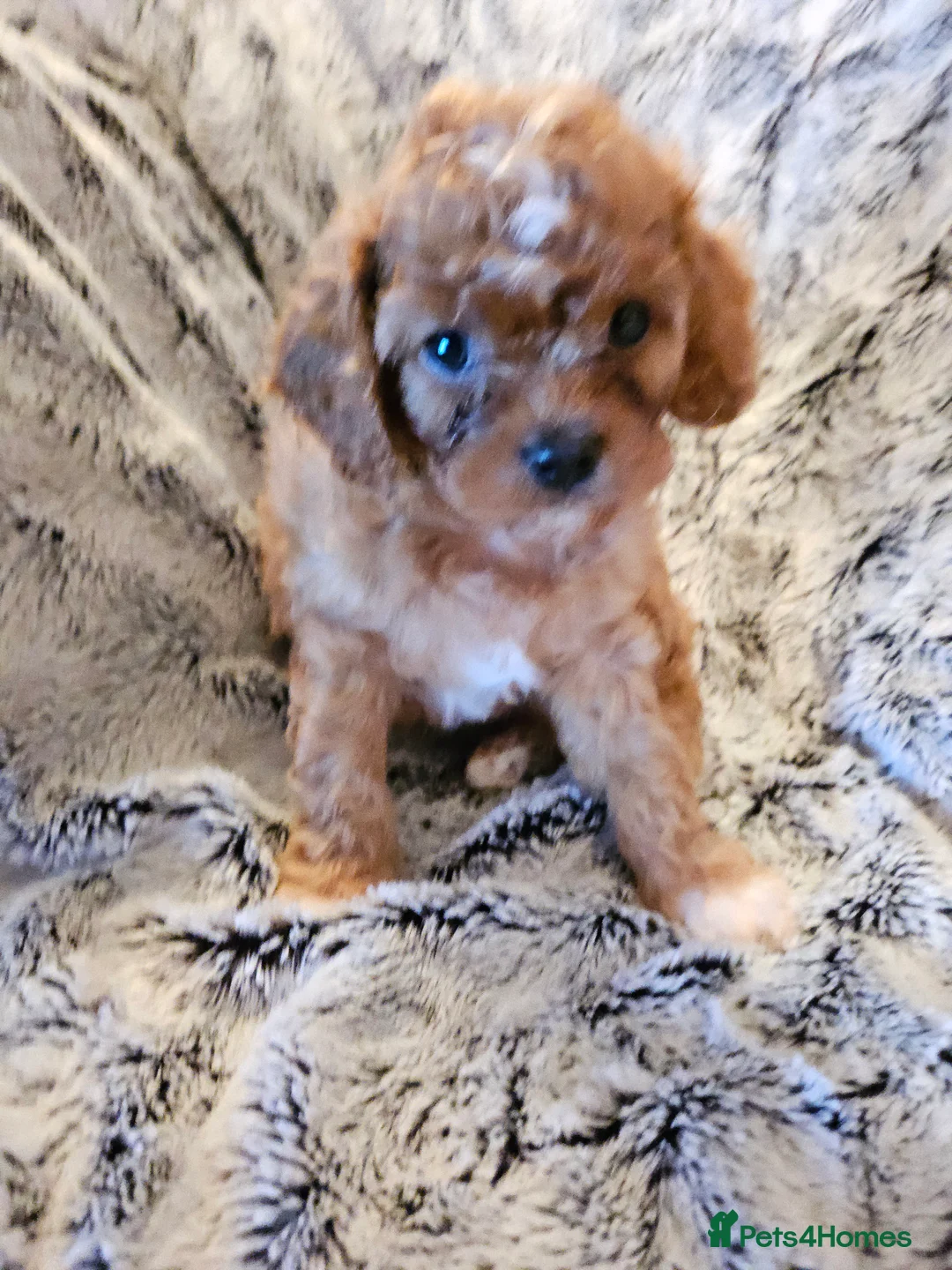 Cavapoo dogs for sale: Cavapoo pups - 1 boy 3 girls - Advert 6