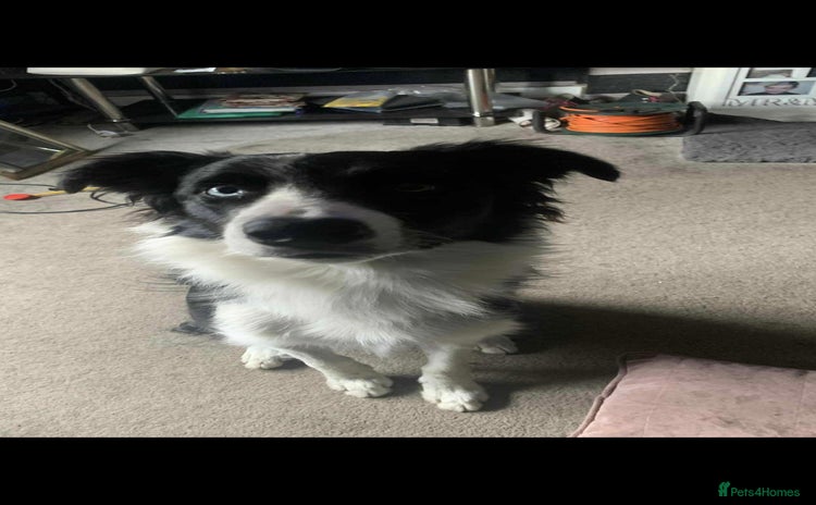 Border Collie dogs - Advert 1