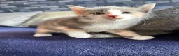 Mixed Breed cats for sale: Beautiful calico girl - Advert 5
