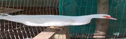 Ducks poultry for sale: Muscovy Duck hatching eggs in Nottingham - Advert 5
