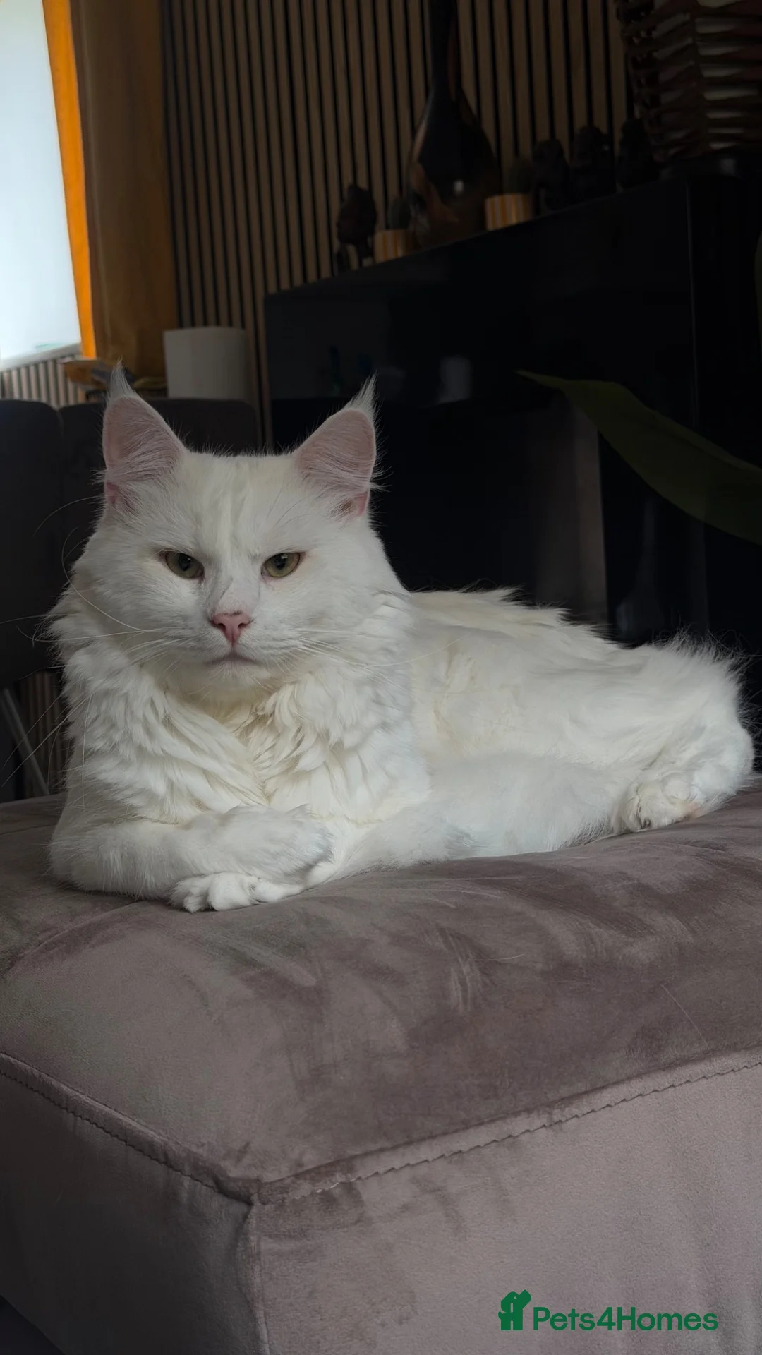 Maine Coon cats for sale: Maine coon - Advert 1