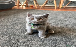 British Shorthair cats for sale: Lovely mom's 1st kittens! - Image 6
