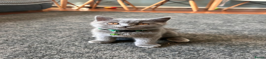 British Shorthair Kitten Green collar