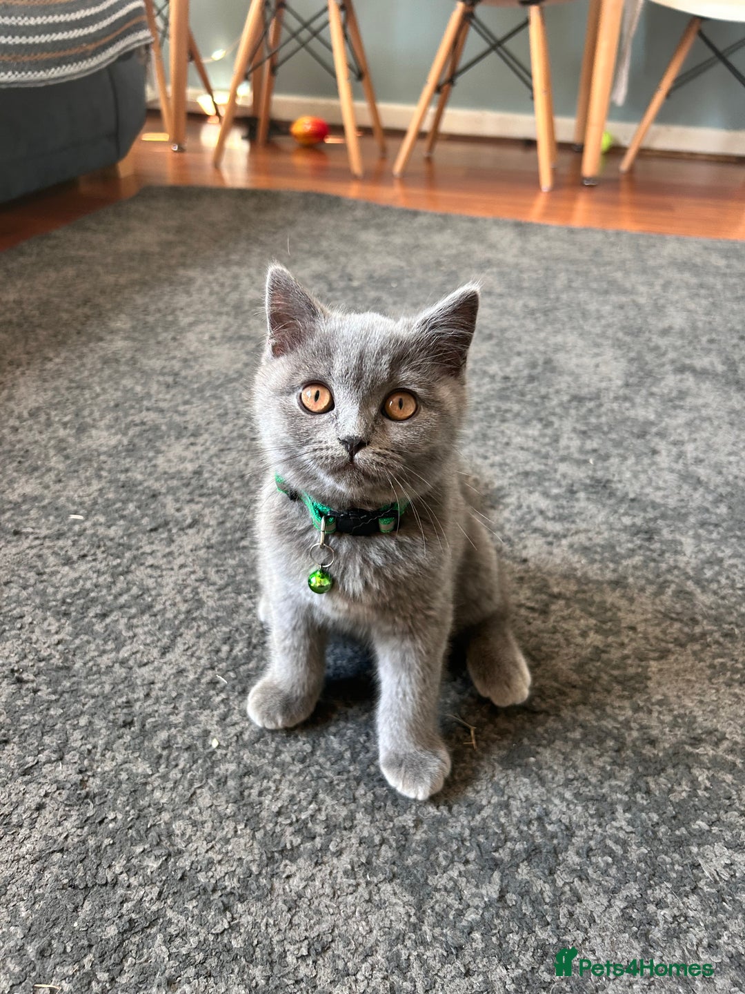 British Shorthair cats for sale: Lovely mom's 1st kittens! - Image 6