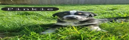Mixed Breed dogs for sale: One Lovely Kangal Mix Girl - Advert 7