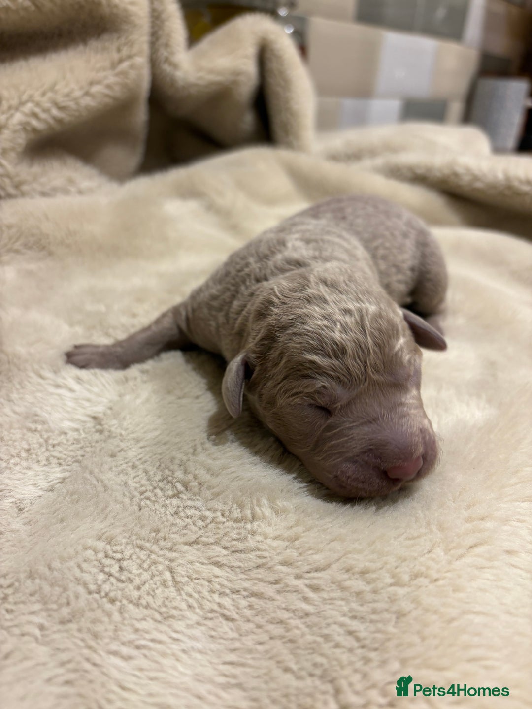 Labrador Retriever dogs for sale: Charcoal/silver Labrador puppies  - Advert 4