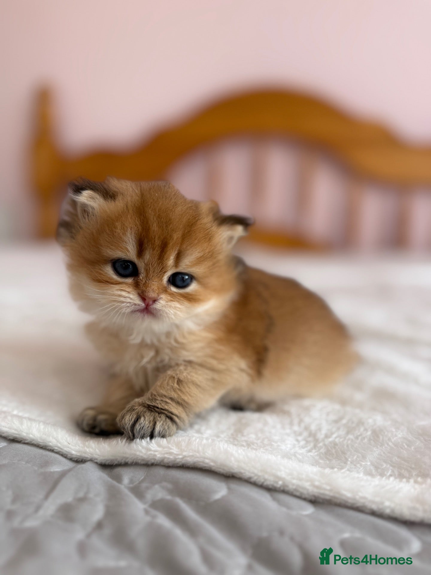 British Shorthair cats 🌟PREMIUM GOLDEN BRITISH SHORT/LONGHAIRS 🌟 - Advert 1