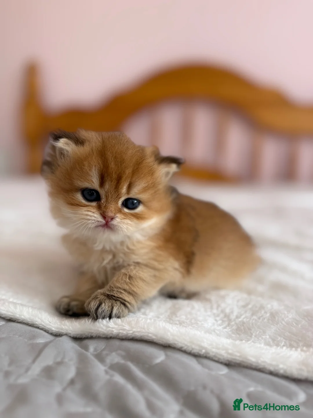 British Shorthair cats for sale: 🌟PREMIUM GOLDEN BRITISH SHORT/LONGHAIRS 🌟 - Advert 1