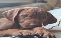 Hungarian Vizsla dogs for sale: Hungarian vizsla  - Image 28