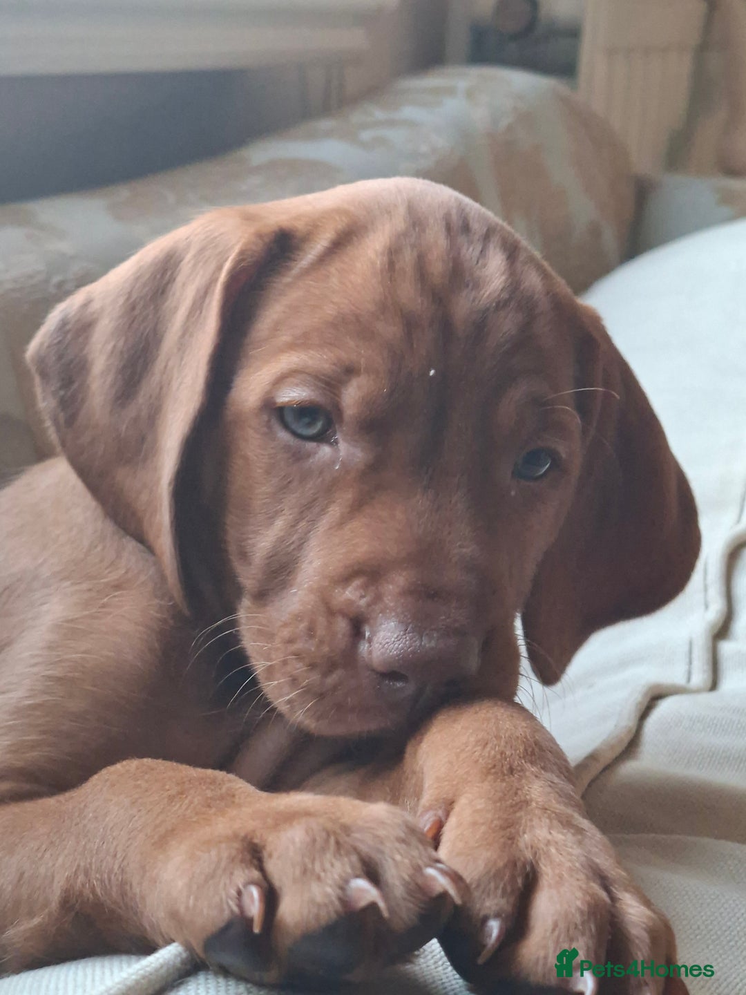 Hungarian Vizsla dogs for sale: Hungarian vizsla  - Image 28