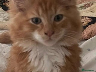 British Longhair cats for sale: Adorable kitten searching for new staff (owners) - Advert 1