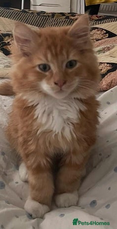 British Longhair cats Adorable kitten searching for new staff (owners) - Advert 1