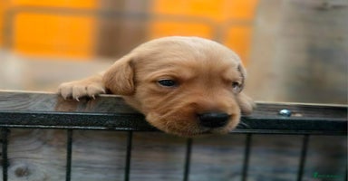 Labrador Retriever dogs - Advert 2