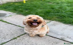 Cockapoo dogs for sale: Loving Cockapoo Looking for a New Home  - Image 2