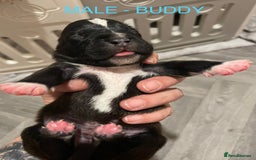 Labradoodle dogs for sale: 2 BEAUTIFUL MALES & 1 FEMALE LABRADOODLE PUPPIES - Image 1