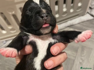 Labradoodle dogs for sale - Advert 1