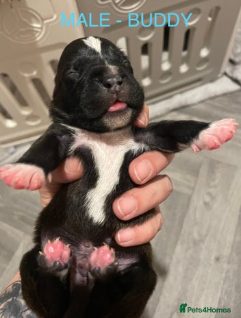 Labradoodle dogs - Advert 1