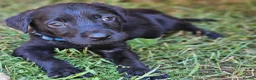 Labrador Retriever dogs for sale: Gorgeous Black Labrador Puppies - Advert 5