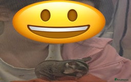 Sugar Glider rodents for sale: Joey Sugar glider!  - Advert 2